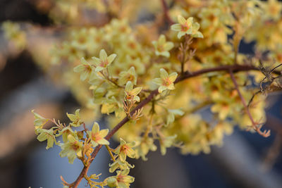 Close-up of yellow flowers blooming on tree