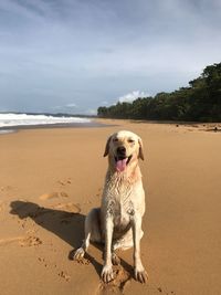 Full length of dog at beach