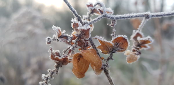 Close-up of spider on frozen plant