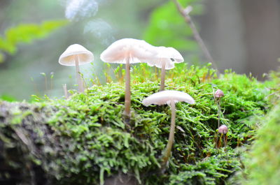 Close-up of mushrooms growing outdoors