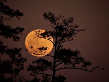 Low angle view of silhouette tree against sky at night