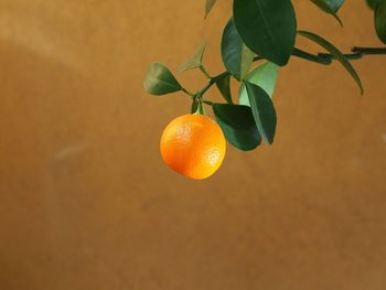 Orange growing on branch