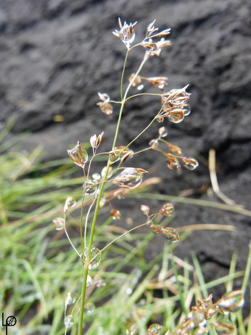 CLOSE-UP OF FLOWER