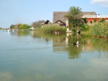 Swans swimming in lake against sky