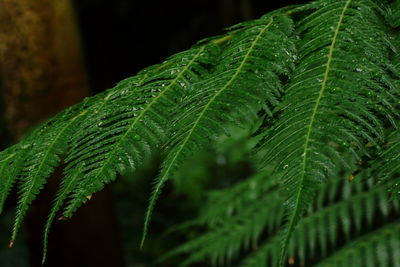 Close-up of wet leaves on tree
