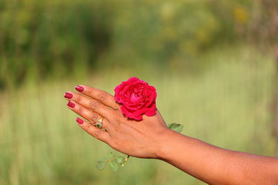 Midsection of woman holding red flowering plant