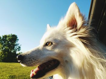 Close-up of dog against clear sky