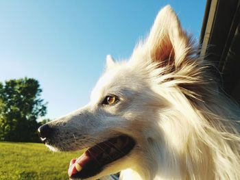 Close-up of dog against clear sky