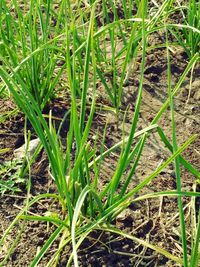 Close-up of fresh green grass in field