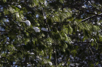 Low angle view of tree against plants