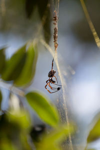 Close-up of insect on spider web