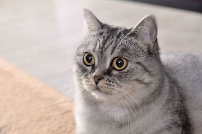 Close-up portrait of tabby cat