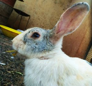 Close-up of rabbit