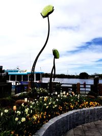 Plant growing in city against sky