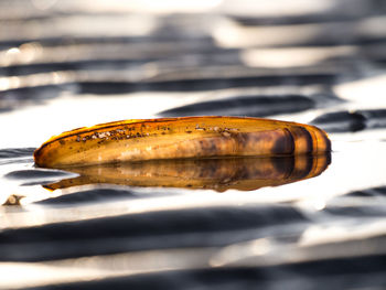 Close-up of animal shell