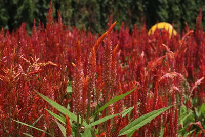 Close-up of red flowering plant