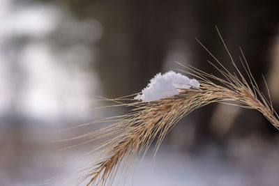 Close-up of wheat