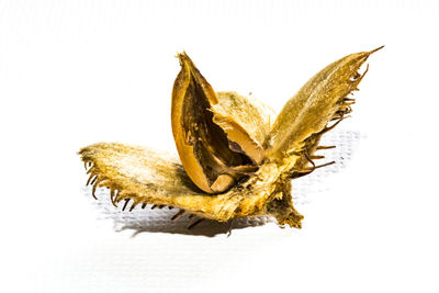 Close-up of a flower over white background