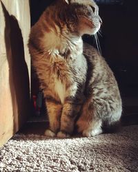 Cat looking away