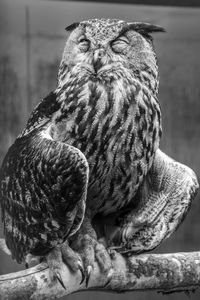 Close-up of owl perching outdoors