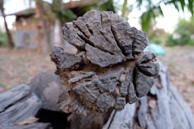 Close-up of leaf