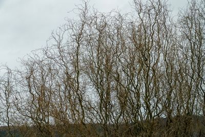 Low angle view of bare trees against sky