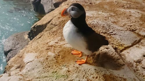 Bird on rock