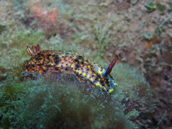 Close-up of fish swimming in sea