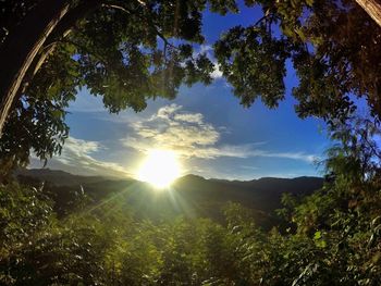 Sun shining through trees