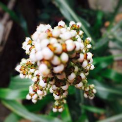 Close-up of white flowers