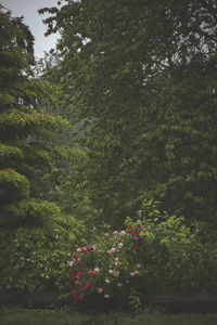 Plants and trees in forest