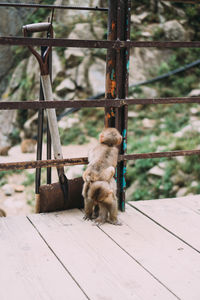 Cat sitting on metal fence