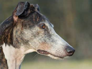 Close-up of dog head