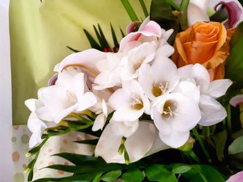 Close-up of white flowers blooming outdoors