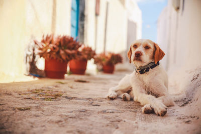 Dog relaxing in alley amidst houses