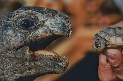 Close-up of turtle 