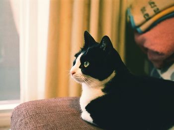 Close-up of cat looking away at home