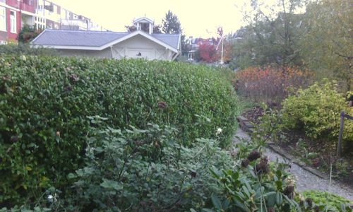 Plants growing in a garden