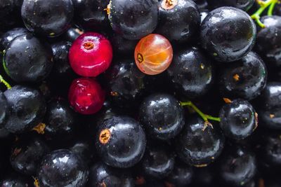 Full frame shot of blueberries