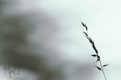 Close-up of plant against sky