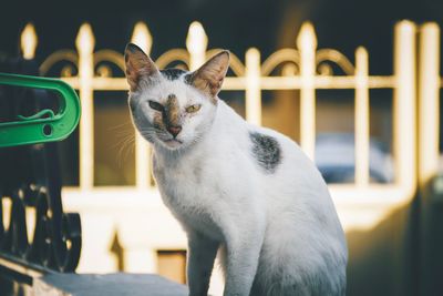 Close-up of a cat looking away
