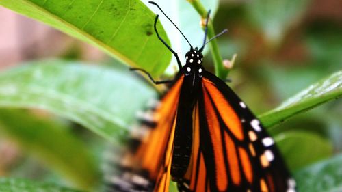 Close-up of butterfly on leaf