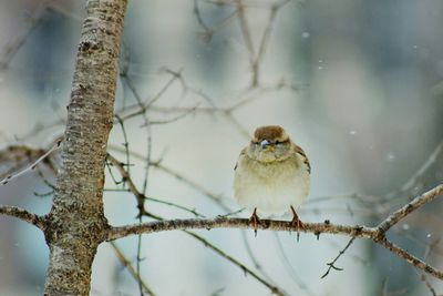 Close-up of bird perching on tree