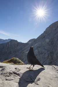 View of a bird on a mountain