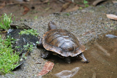 Turtle walk