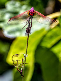 Close-up of dragonfly on plant