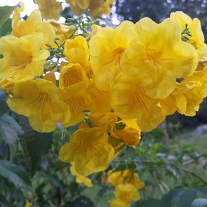 Close-up of yellow flowers blooming outdoors