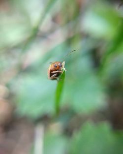 Close-up of insect on leaf