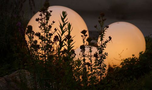 Close-up of plants against sky at sunset