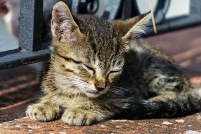 Close-up of cat sitting outdoors